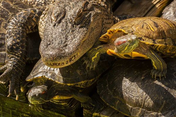 FL, Alligator and red slider turtles basking